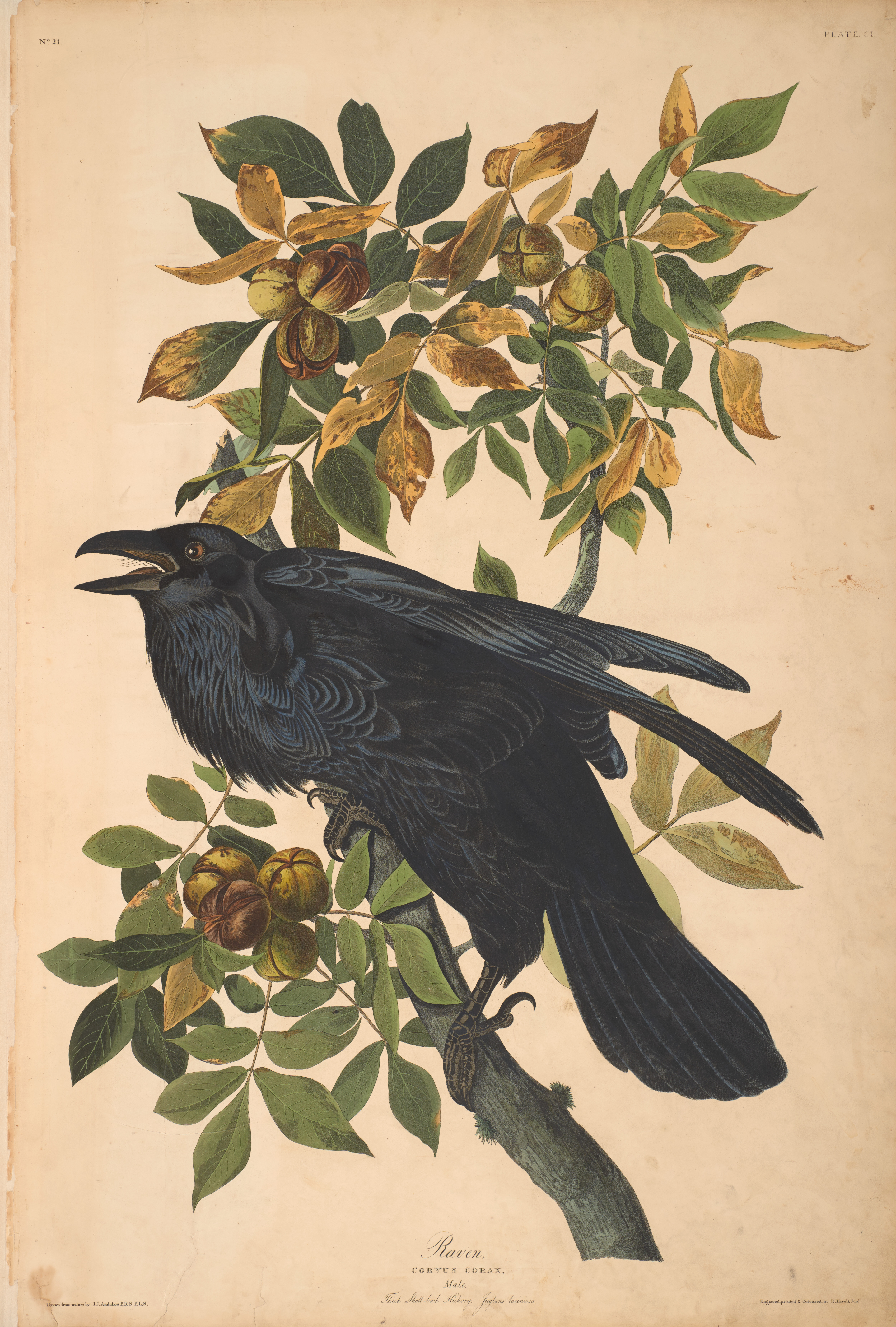 John James Audubon, Raven, from The Birds of America, 1827 – 38 , hand - colored aquatint/engraving on paper , 40 x 26 in., North Carolina Museum of Art, Transfer from the North Carolina State Library