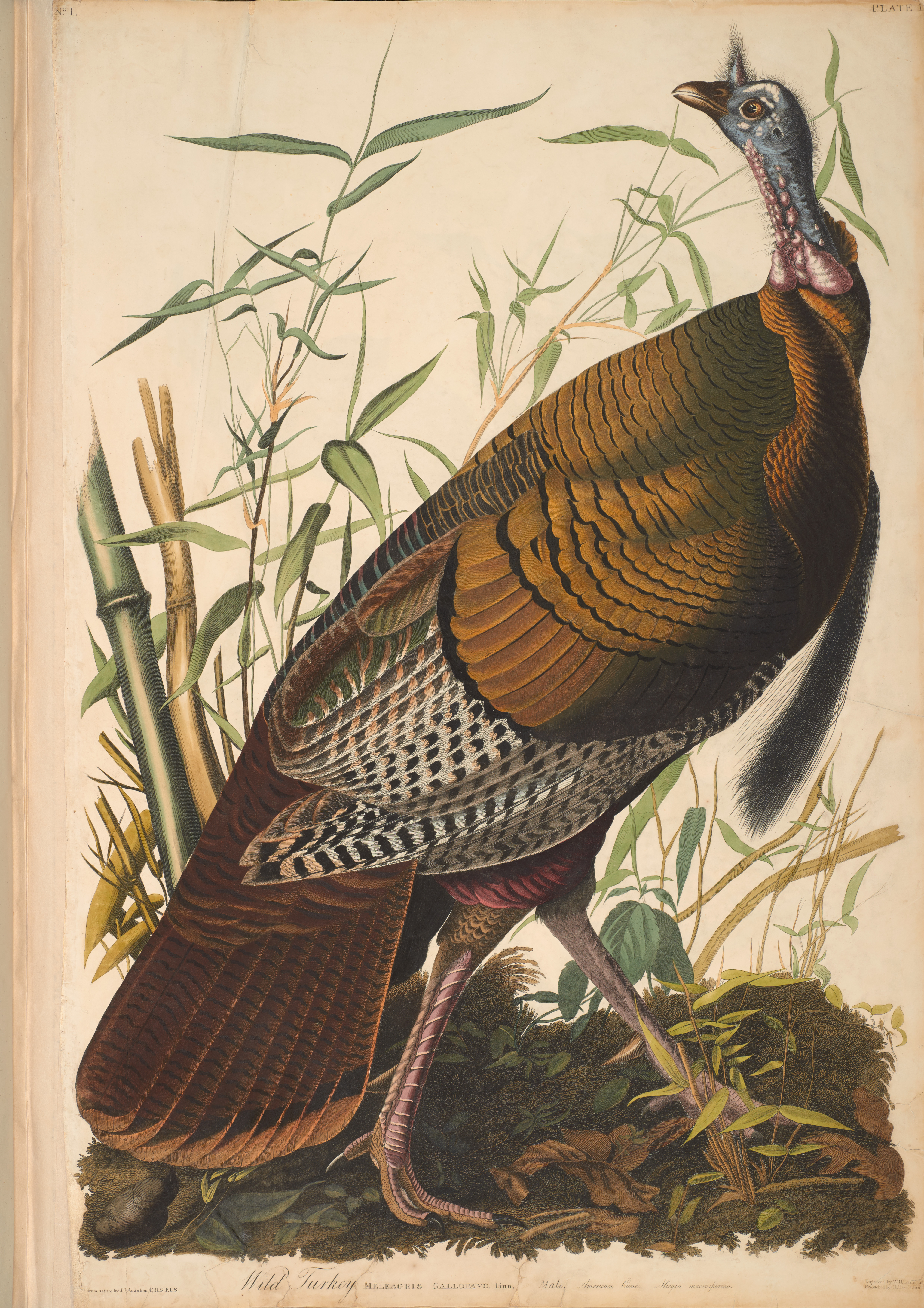 John James Audubon, Wild Turkey, from The Birds of America, 1827 – 38 , hand - colored aquatint/engraving on paper , 40 x 26 in. , North Carolina Museum of Art, Transfer from the North Carolina State Library