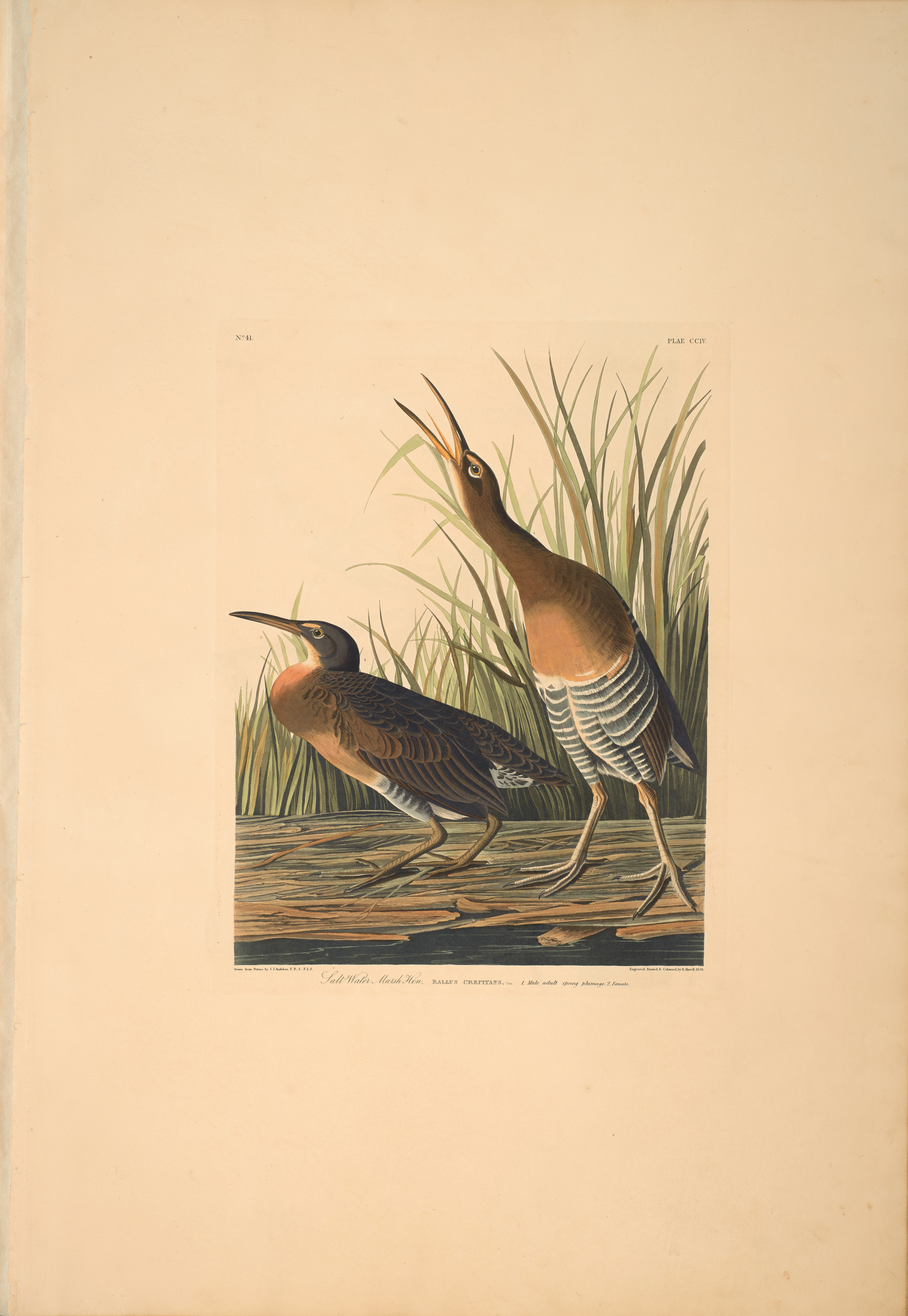 John James Audubon, Salt-water Marsh Hen, from The Birds of America, 1827 – 38 , hand - colored aquatint/engraving on paper , 40 x 26 in., North Carolina Museum of Art, Transfer from the North Carolina State Library