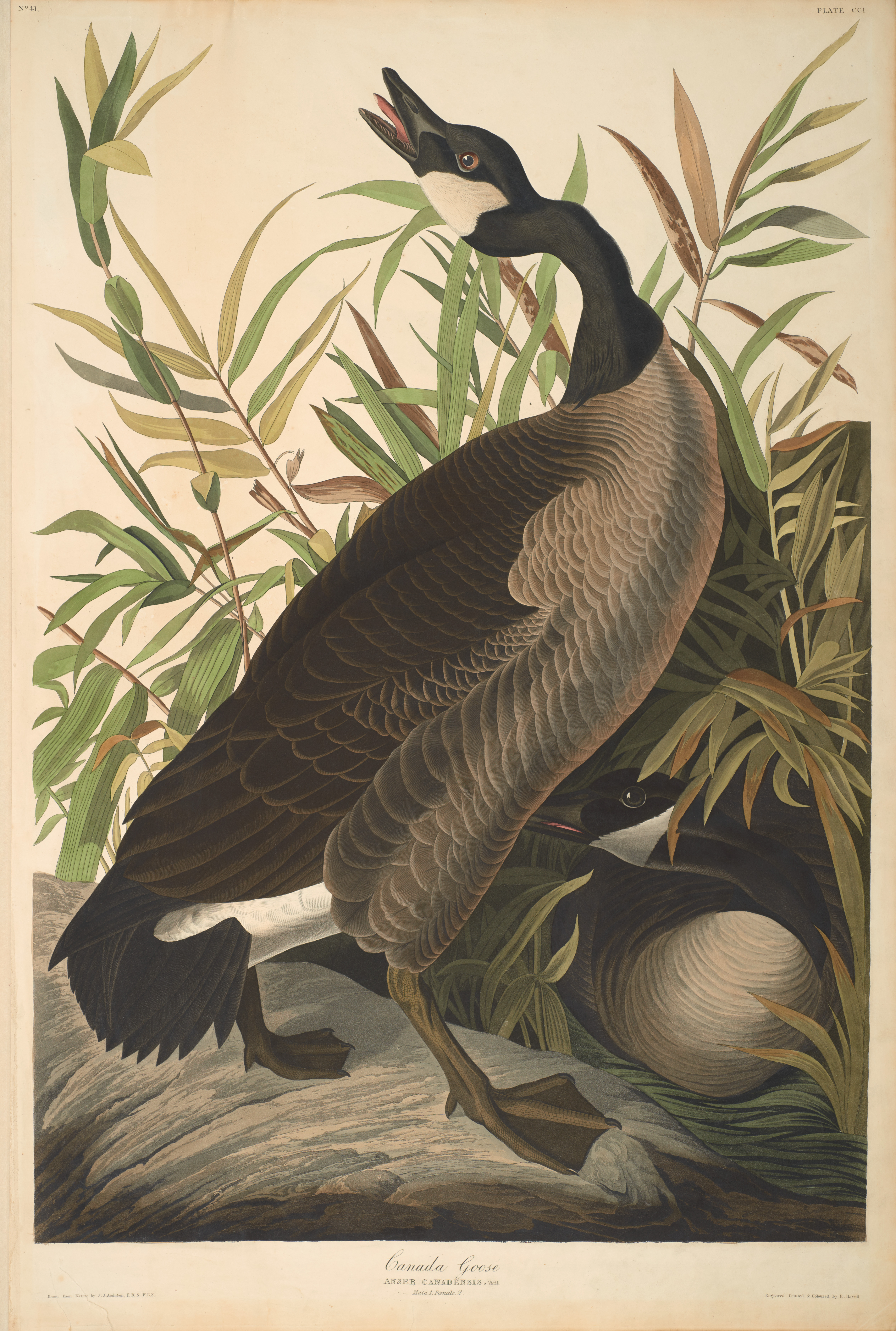 John James Audubon, Canada Goose, from The Birds of America, 1827 – 38 , hand - colored aquatint/engraving on paper , 40 x 26 in., North Carolina Museum of Art, Transfer from the North Carolina State Library