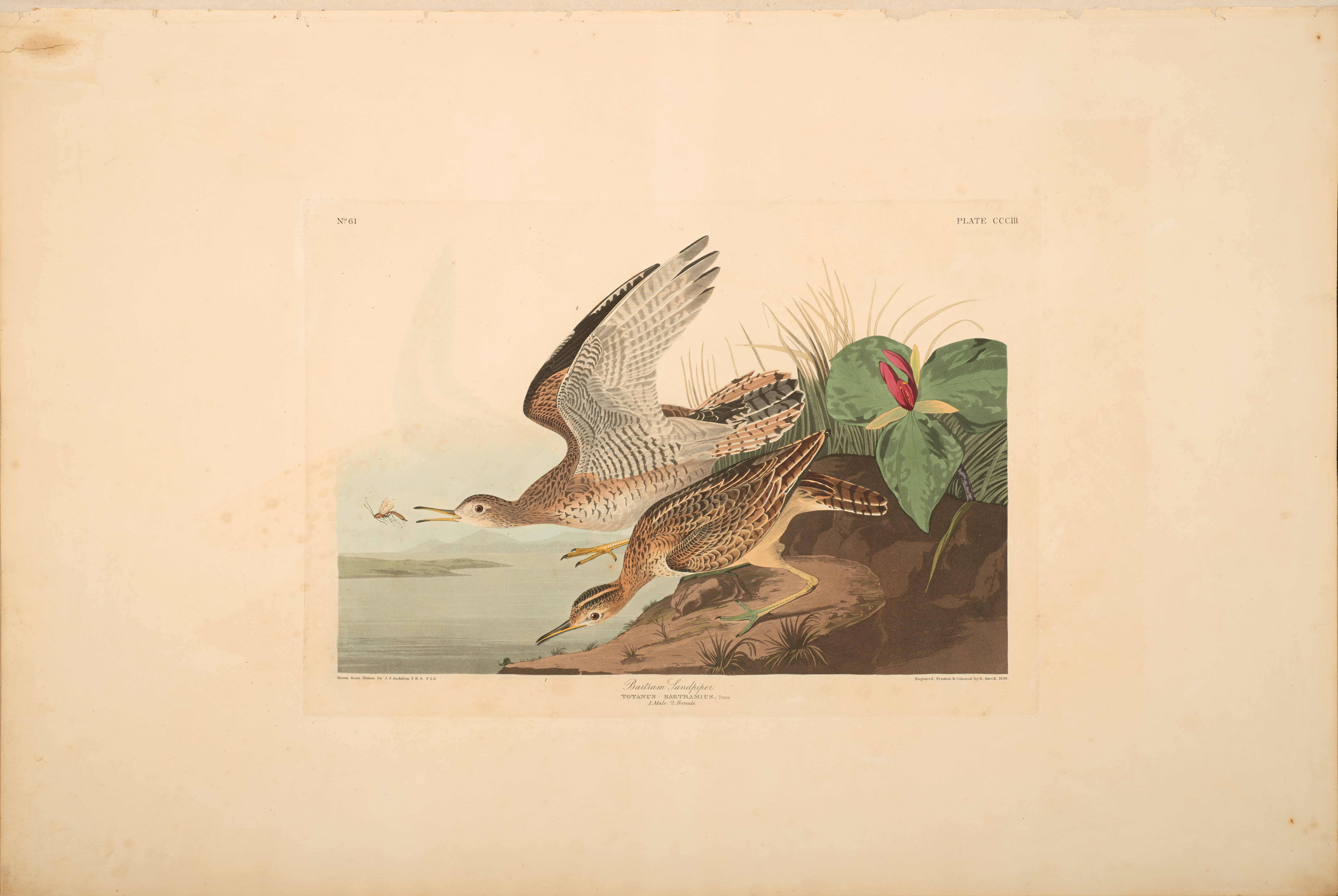 John James Audubon , Bartram Sandpiper, from The Birds of America, 1827 – 38 , hand - colored aquatint/engraving on paper , 40 x 26 in., North Carolina Museum of Art, Transfer from the North Carolina State Library