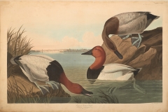 John James Audubon, Canvas-backed Duck , from The Birds of America, 1827 – 38 , hand - colored aquatint/engraving on paper , 40 x 26 in., North Carolina Museum of Art, Transfer from the North Carolina State Library