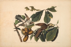 John James Audubon , Yellow-billed Cuckoo, from The Birds of America, 1827 – 38, hand-colored aquatint/engraving on paper , 40 x 26 in., North Carolina Museum of Art, Transfer from the North Carolina State Library