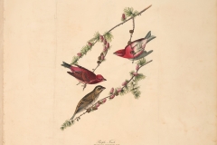 John James Audubon, Purple Finch, from The Birds of America, 1827 – 38 , hand - colored aquatint/engraving on paper , 40 x 26 in., North Carolina Museum of Art, Transfer from the North Carolina State Library