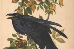 John James Audubon, Raven, from The Birds of America, 1827 – 38 , hand - colored aquatint/engraving on paper , 40 x 26 in., North Carolina Museum of Art, Transfer from the North Carolina State Library