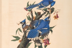 John James Audubon, Blue Jay, from The Birds of America, 1827 – 38 , hand - colored aquatint/engraving on paper , 40 x 26 in., North Carolina Museum of Art, Transfer from the North Carolina State Library