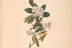 John James Audubon, Canada Warbler, from The Birds of America, 1827 – 38 , hand - colored aquatint/engraving on paper , 40 x 26 in., North Carolina Museum of Art, Transfer from the North Carolina State Library