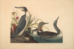 John James Audubon, Red-throated Diver, from The Birds of America, 1827 – 38 , hand - colored aquatint/engraving on paper , 40 x 26 in., North Carolina Museum of Art, Transfer from the North Carolina State Library