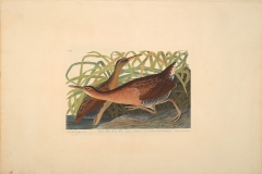 John James Audubon, Fresh-water Marsh Hen, from The Birds of America, 1827 – 38 , hand - colored aquatint/engraving on paper , 40 x 26 in., North Carolina Museum of Art, Transfer from the North Carolina State Library