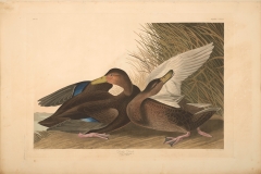 John James Audubon, Dusky Duck, from The Birds of America, 1827 – 38 , hand - colored aquatint/engraving on paper , 40 x 26 in., North Carolina Museum of Art, Transfer from the North Carolina State Library