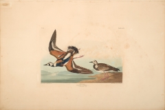 John James Audubon, Turn-stone, from The Birds of America, 1827 – 38 , h and - colored aquatint/engraving on paper , 40 x 26 in., North Carolina Museum of Art, Transfer from the North Carolina State Library