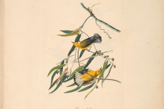 John James Audubon, Prothonotary Warbler, from The Birds of America, 1827 – 38 , hand - colored aquatint/engraving on paper , 40 x 26 in., North Carolina Museum of Art, Transfer from the North Carolina State Library
