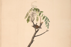 John James Audubon, Chipping Sparrow, from The Birds of America, 1827 – 38 , hand - colored aquatint/engraving on paper , 40 x 26 in., North Carolina Museum of Art, Transfer from the North Carolina State Library