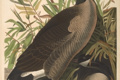 John James Audubon, Canada Goose, from The Birds of America, 1827 – 38 , hand - colored aquatint/engraving on paper , 40 x 26 in., North Carolina Museum of Art, Transfer from the North Carolina State Library