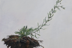 • Andrea Bersaglieri — Soil Saucer 2016 Oil on Canvas 20" x 20”