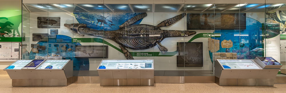 Photo documentation of The David H. Koch Hall of Fossils –– Deep Time exhibit at the Smithsonian Institution National Museum of Natural History in Washington, DC in May 2019.Exhibit opened to the public on June 8, 2019.