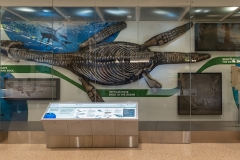Photo documentation of The David H. Koch Hall of Fossils –– Deep Time exhibit at the Smithsonian Institution National Museum of Natural History in Washington, DC in May 2019.Exhibit opened to the public on June 8, 2019.