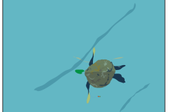 Dready, Turtle