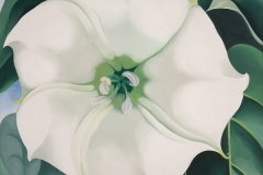 014.35 Georgia O'Keeffe Jimson Weed/White Flower No. 1, 1932 Oil on canvas 48 × 40 in. (121.9 × 101.6 cm) Framed: 53 in. × 44 3/4 in. × 2 1/2 in.