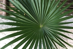 Palm Frond, Mahekal Resort, Mexico