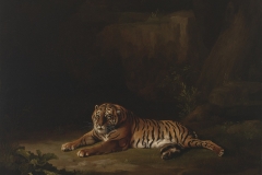 George Stubbs (British, 1724–1806). Tiger, ca. 1769–71. Oil on canvas, 24 1/4 x 28 3/4 in. Virginia Museum of Fine Arts, Richmond, Paul Mellon Collection, 99.95. Image © Virginia Museum of Fine Arts. Photo: Katherine Wetzel