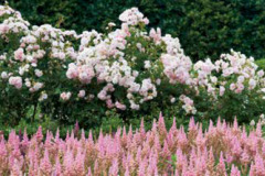 The Garden of Peter Marino