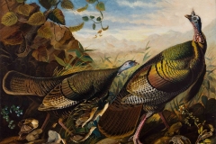 Audubon, John James, Wild Turkey Cock,1826