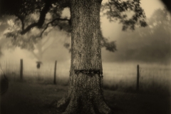 Sally Mann (American, born 1951), Deep South, Untitled (Scarred Tree), 1998, gelatin silver print, National Gallery of Art, Washington, Alfred H. Moses and Fern M. Schad Fund