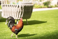 Rooster, Kimpton Seafire