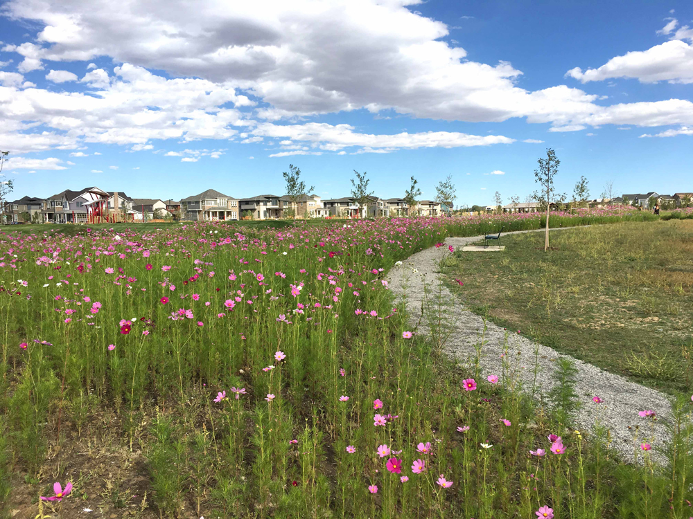 Fields of Cosmos introduce flashes of annual color during the initial native grass plant establishment in Cottonwood Gallery.