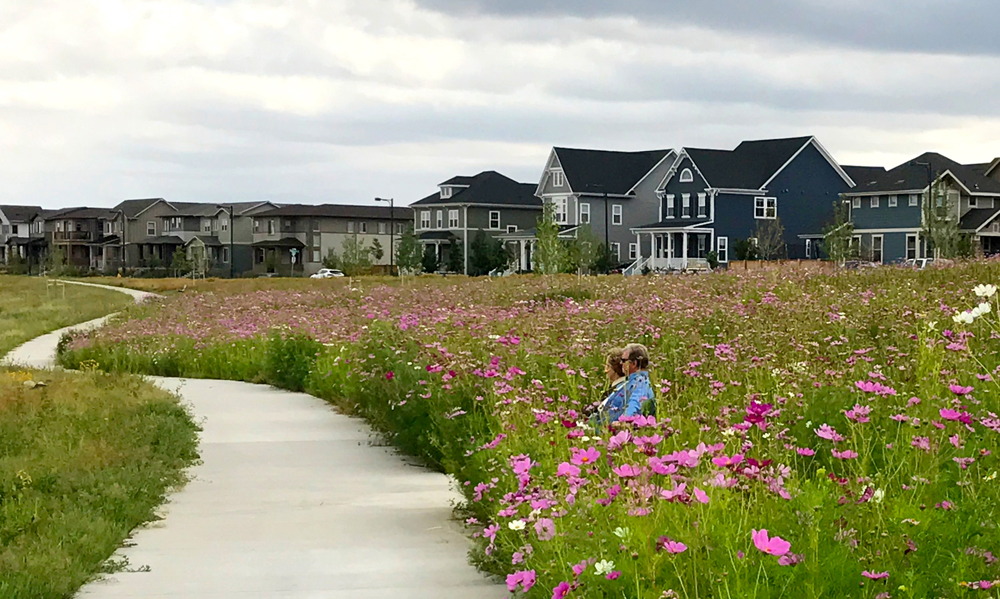 Nestled amongst the field of Cosmos, Stapleton Residents enjoy the expansive prairie landscape of Cottonwood Gallery