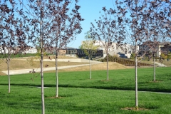 Inspired by the native Sandhill Prairie formations, the Sky Walk provides a unique prairie experience and is set on architectural landforms and crisp angular walks that create a visually stimulating park experience in Prairie Meadows Park.