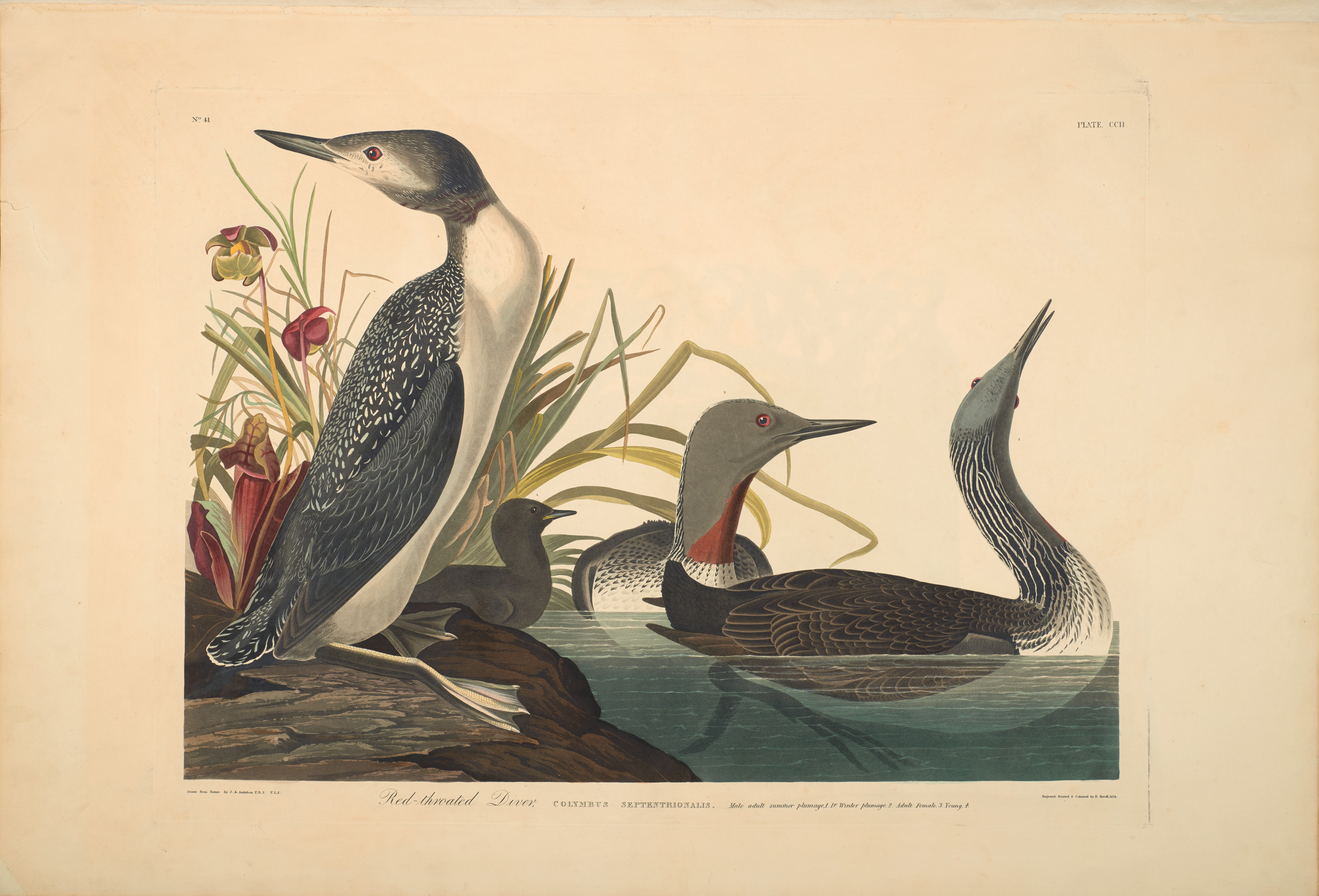 He was instrumental in bringing back an exhibition of John James Audubon’s The Birds of America starting February 16. Today only about 200 complete sets of The Birds of America exist in the world, and NCMA owns one.