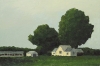 Farm House in Trees