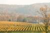 vineyardwinery