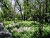 2-swindler-cove_restored-upland