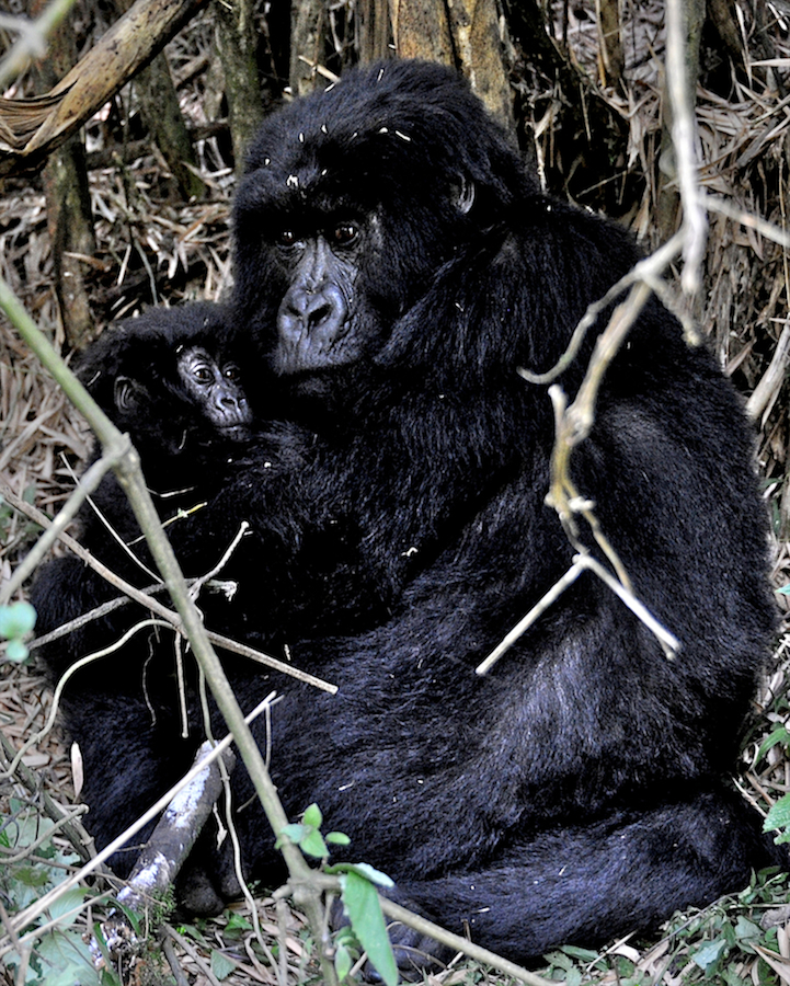Silverback Gorillas - Rwanda 1