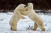 Polar Bears - Churchill Canada