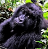 Silverback Gorillas - Rwanda 2