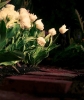 4 AM Tulips