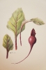 Beet Root Watercolor