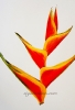 Heliconia Water Color