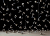 scott-fraser-catenary-kiss-ii-oil-on-board-640x467